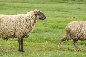 Obraz premium Sheep seamless