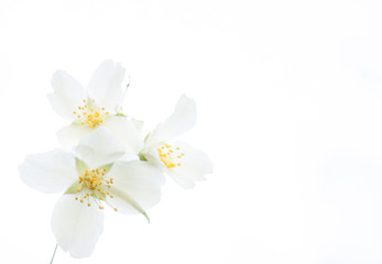 Three white blossoms  of mock-orange