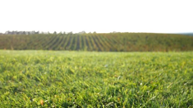 Fresh green grass and vineyard on sunny day at background in Ilok, Croatia