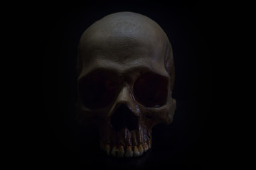 A Still life of skull in to the  dark background.