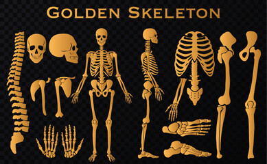 Golden luxury human bones skeleton silhouette collection set. High detailed Vector illustration.