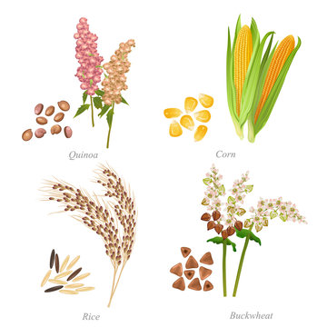 Four cereals in form of grains and ears / There are quinoa, corn, rice and buckwheat
