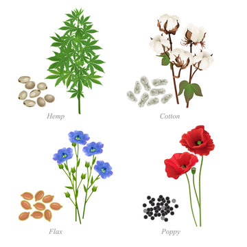 Four oilseeds in form of grains and plant / There are hemp, cotton, flax and poppy
