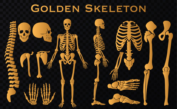 Golden luxury human bones skeleton silhouette collection set. High detailed Vector illustration.