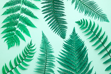 Fototapeta na wymiar Fern Tropical Leaf. Floral Leaves Fashion Concept. Vivid Design. Art Gallery. Creative Bright Color Style. Green Summer fashion Background