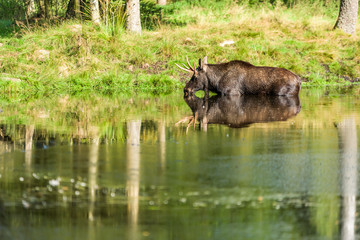 Moose (Alces alces) bull standing in forest lake while taking a sip of water.