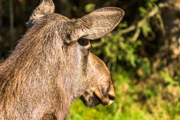 Closeup of female moose (Alces alces) head seen slightly from behind.
