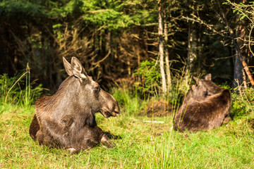 Two adult female moose (Alces alces) resting in the sunshine in a forest glade.