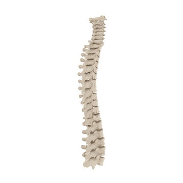 Human Spinal Cord on white. 3D illustration