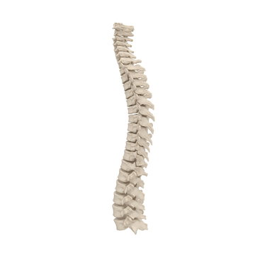 Human Lumbar Spine Anatomy on white. 3D illustration