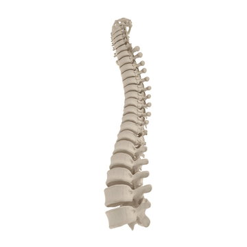 Human Lumbar Spine Anatomy on white. 3D illustration