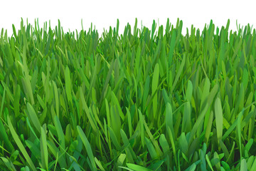 Fototapeta na wymiar green grass nature. plants lawn. 3d rendering