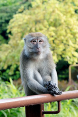 Macaque Monkey 