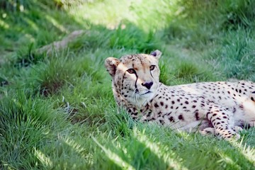 Regard du guépard 