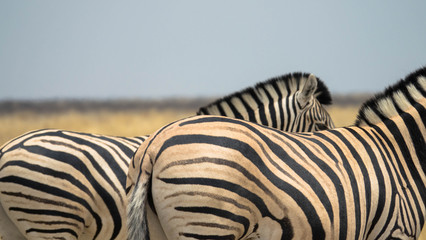 Zwei Zebras im Etosha Nationalpark, Namibia