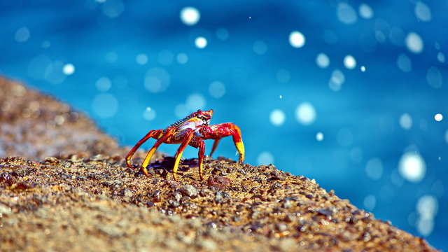 Ocean Crab