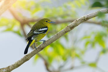 Small bird.Green lora bird perching alone in sunny day at tropical forest, low angle view .