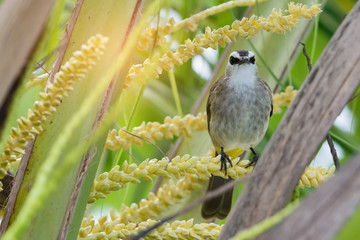 Bird and flower.Yellow vented bulbul  perching on coconut flower looking toward a camera .