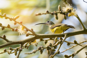 Bird with long bill .
Little spiderhunter bird  perching  on palm flower eating sweet with long bill in sunny day,low angle view.