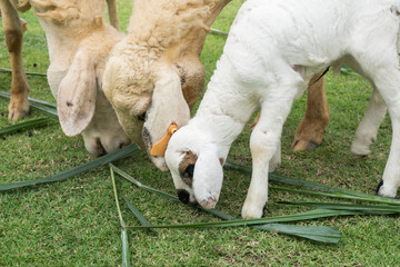 Sheeps eating green grass