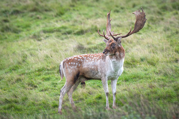 Naklejka na ściany i meble Fallow deer stag standing on grass and looking slightly behind over his shoulder