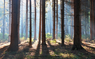 Autumn Pine Forest with sunshine in Bakony Mountain, Hungary
