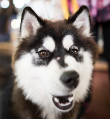 a portrait of a Husky dog