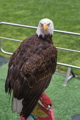 Portrait of an American Bald Eagle inside Soccer Stadium