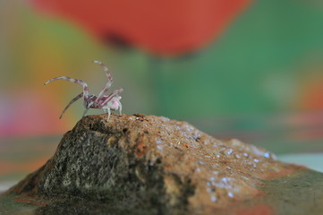 Close-up of Pink Spider on Stone, Macro Theme