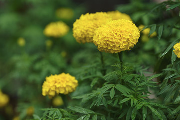 fresh blooming marigold flower in a garden with green nature background.