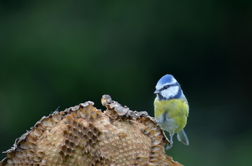 Blaumeise auf verblühter Sonnenblume