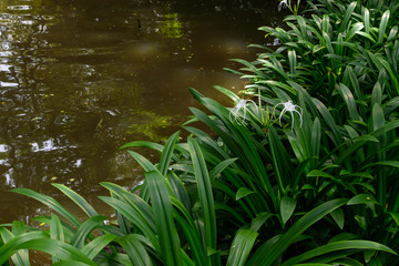 Fototapeta na wymiar Green leaves biside the water