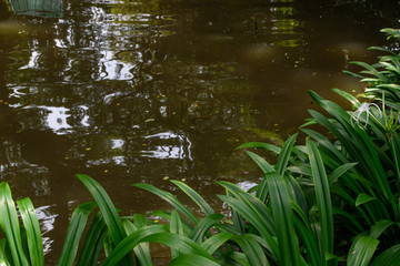 Green leaves biside the water