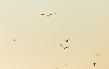 gulls in the sky above the lake at sunset