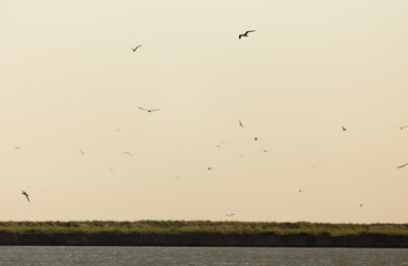 gulls in the sky above the lake at sunset
