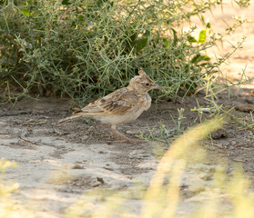 a little bird on the ground in nature