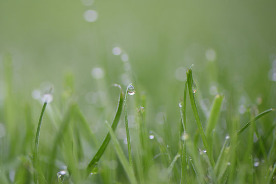 macro photography picture of dew drops on bright green grass taken on South coast England UK