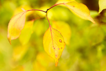 beautiful leaves on a tree in autumn