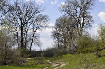 alley in a park during spring