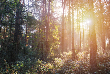 Autumn Morning Forest with morning sunshine in the wilderness, Hungary