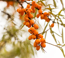 yellow berries of sea-buckthorn on a branch