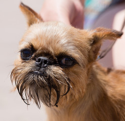 a portrait of a thoroughbred dog
