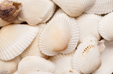 Fototapeta na wymiar White natural seashells macro shot, abstract texture