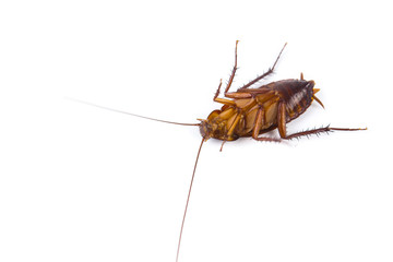 Cockroach