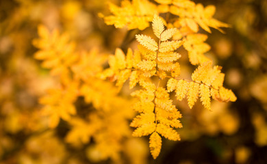 beautiful leaves on a tree in autumn