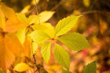 beautiful leaves on a tree in autumn
