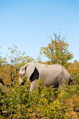  in south africa     wildlife  nature  reserve and   elephant