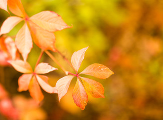 beautiful leaves on a tree in autumn