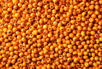 sea buckthorn texture