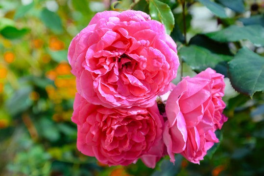 Fototapeta Pink blooming roses with blurred background. Bokeh effect. Summertime blossoming, flowering, summer garden. Floral rose bushes with large buds, chic romantic bouquet for posters, design, invitations.